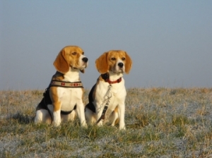 Bracke - Jagdbeagle