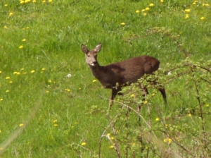 Rehwild - Ricke