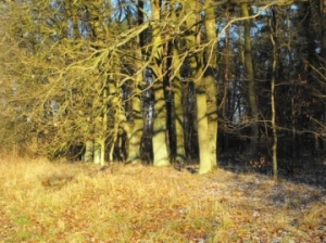 Rehwild, Jagdprfung